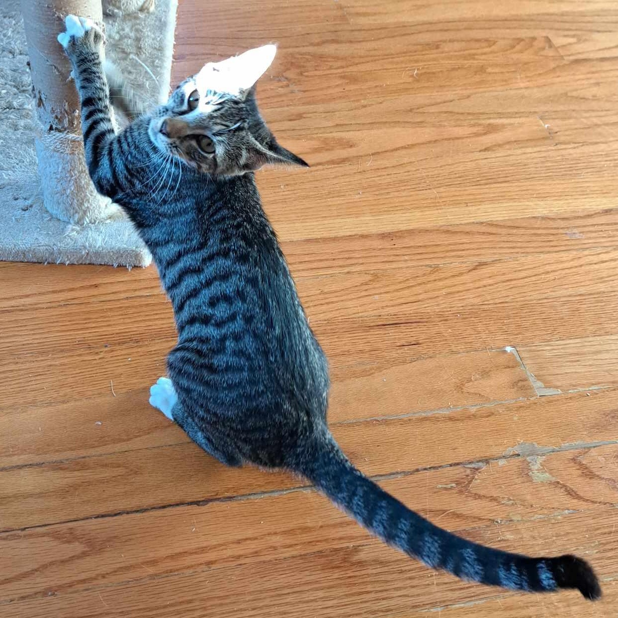 Enlarge BONDED SIBLINGS--Clove and Wasabi, a Adoptable Tabby in Fair Haven, VT image 4/6