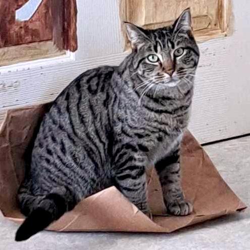 Enlarge BONDED SIBLINGS--Clove and Wasabi, a Adoptable Tabby in Fair Haven, VT image 6/6