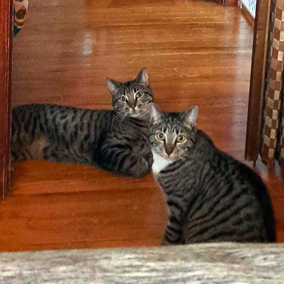 Enlarge BONDED SIBLINGS--Clove and Wasabi, a Adoptable Tabby in Fair Haven, VT image 2/6