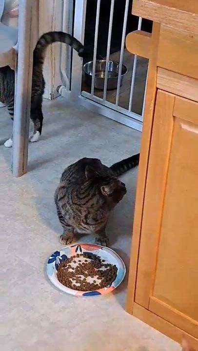 Enlarge BONDED SIBLINGS--Clove and Wasabi, a Adoptable Tabby in Fair Haven, VT video 3/6