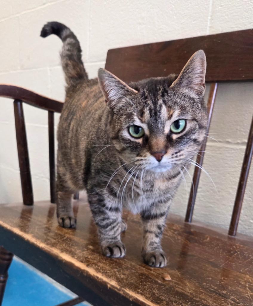 Enlarge Banditt, a Adoptable mixed breed in Muskegon, MI image 1/4