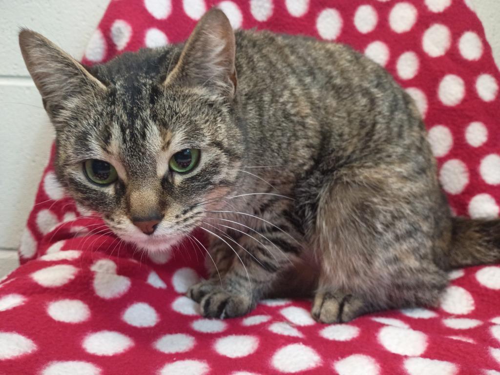 Enlarge Banditt, a Adoptable mixed breed in Muskegon, MI image 2/4