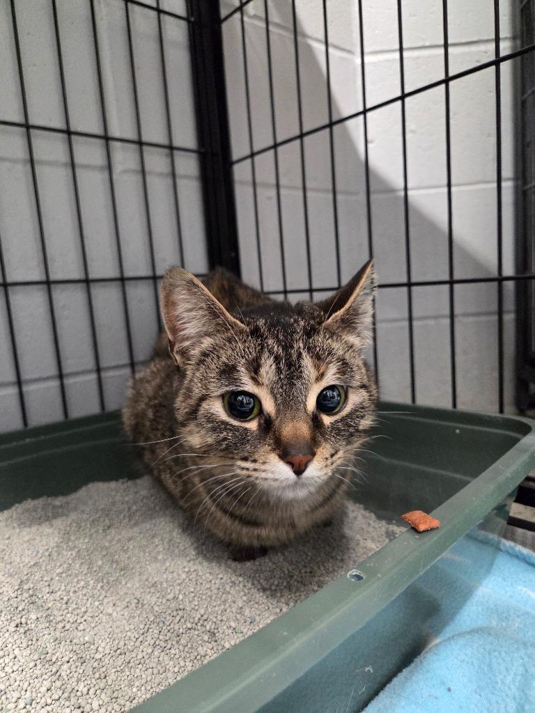 Enlarge Banditt, a Adoptable mixed breed in Muskegon, MI image 3/4