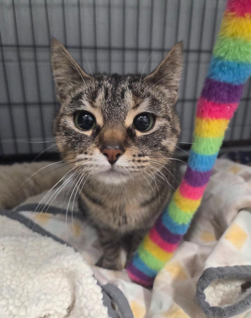 Enlarge Banditt, a Adoptable mixed breed in Muskegon, MI image 4/4