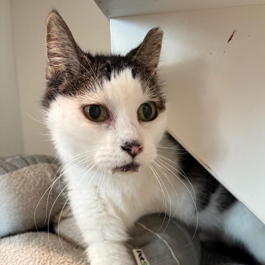 Enlarge Shadow, a Adoptable Domestic Short Hair in Bentonville, AR image 1/1