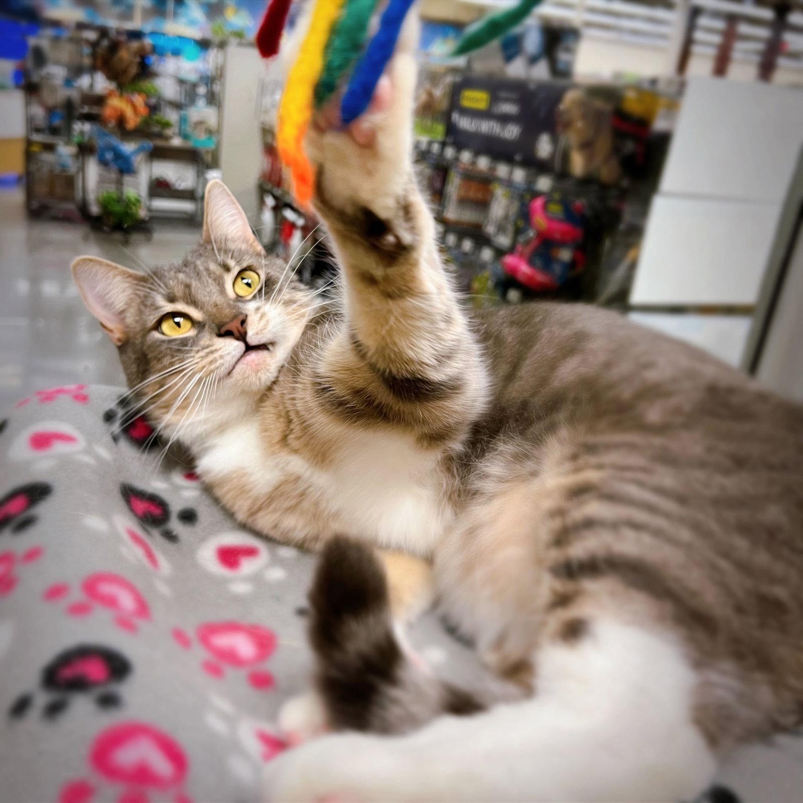 Myles, Adoptable, Young Male Domestic Short Hair.