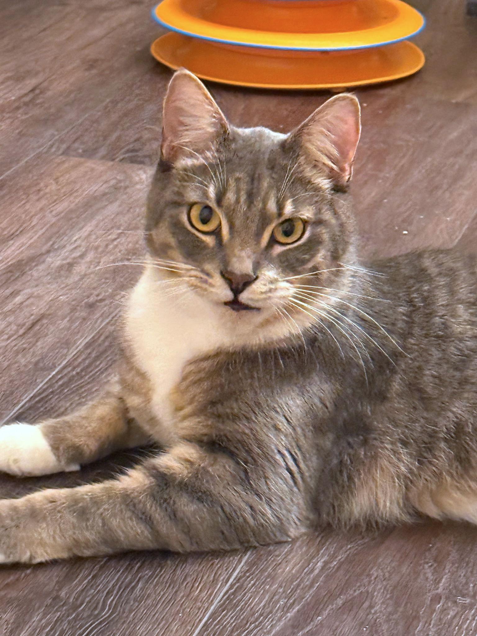 Enlarge Myles, a Adoptable Domestic Short Hair in Mission Viejo, CA image 2/3