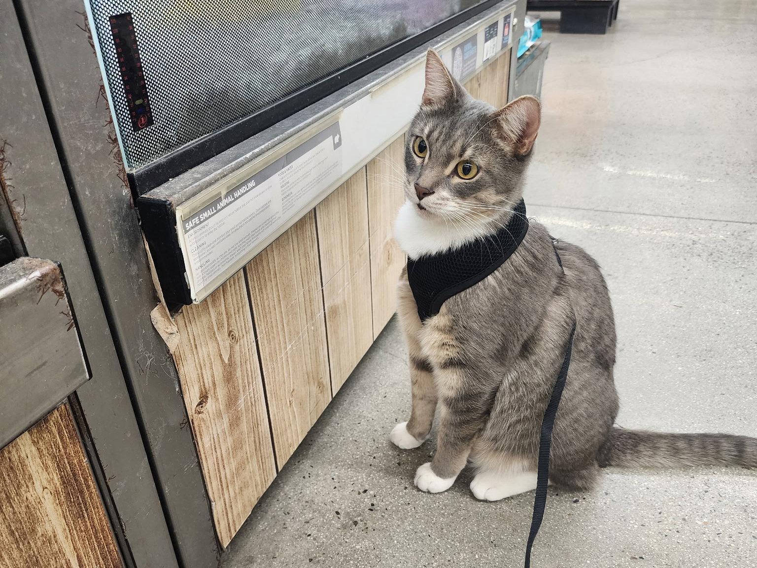 Enlarge Myles, a Adoptable Domestic Short Hair in Mission Viejo, CA image 3/3