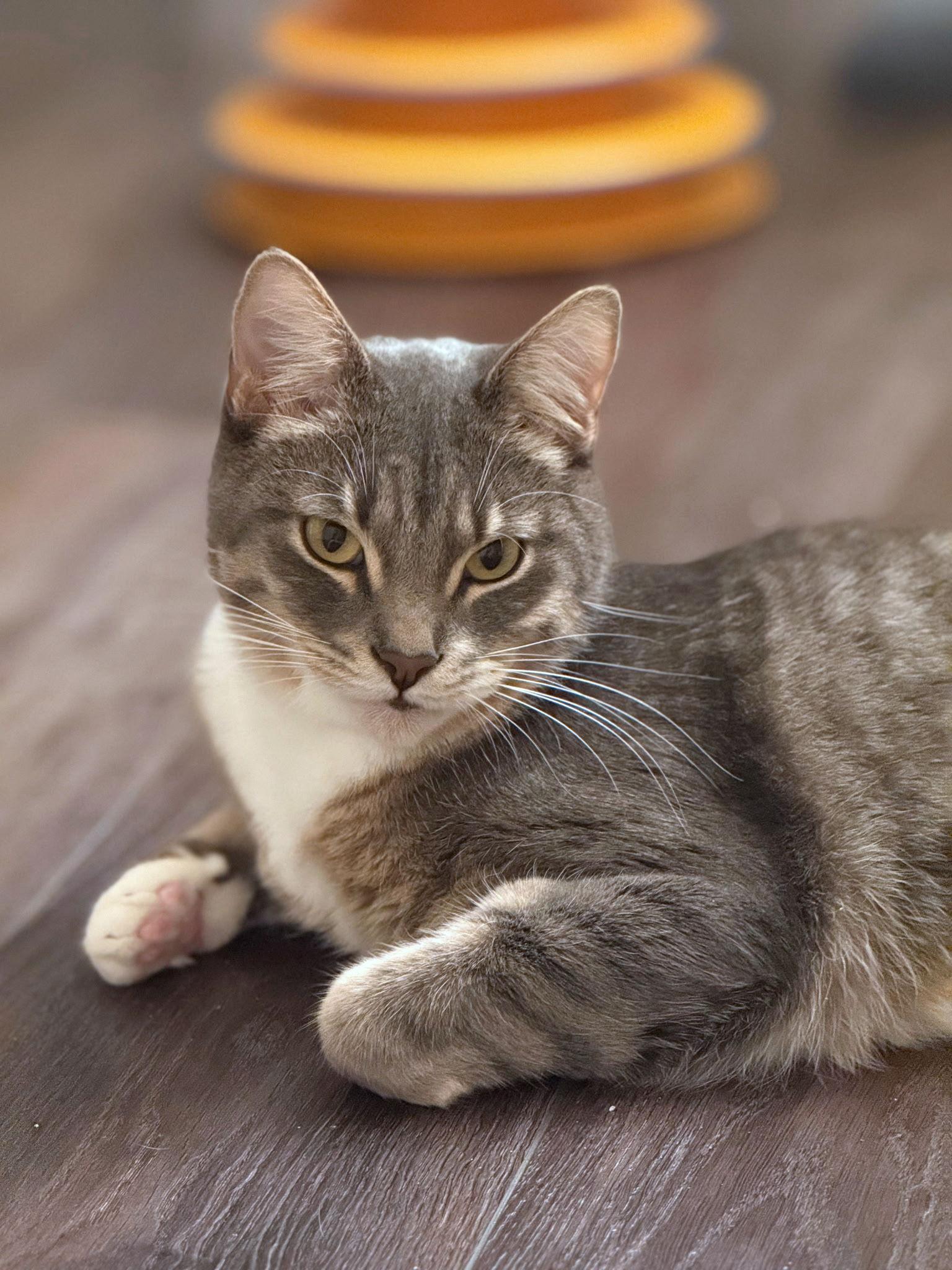 Enlarge Myles, a Adoptable Domestic Short Hair in Mission Viejo, CA image 3/3