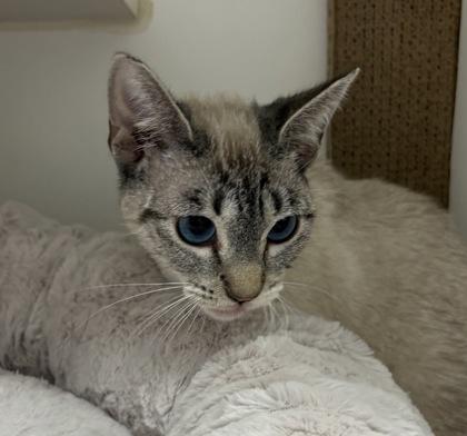 Enlarge Posey, a Adoptable mixed breed in Lebec, CA image 1/3