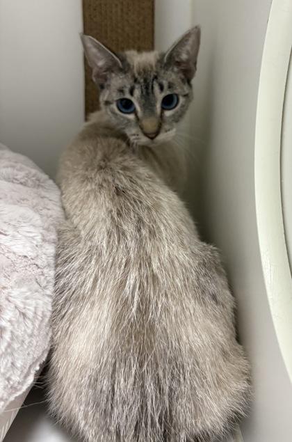 Enlarge Posey, a Adoptable mixed breed in Lebec, CA image 3/3