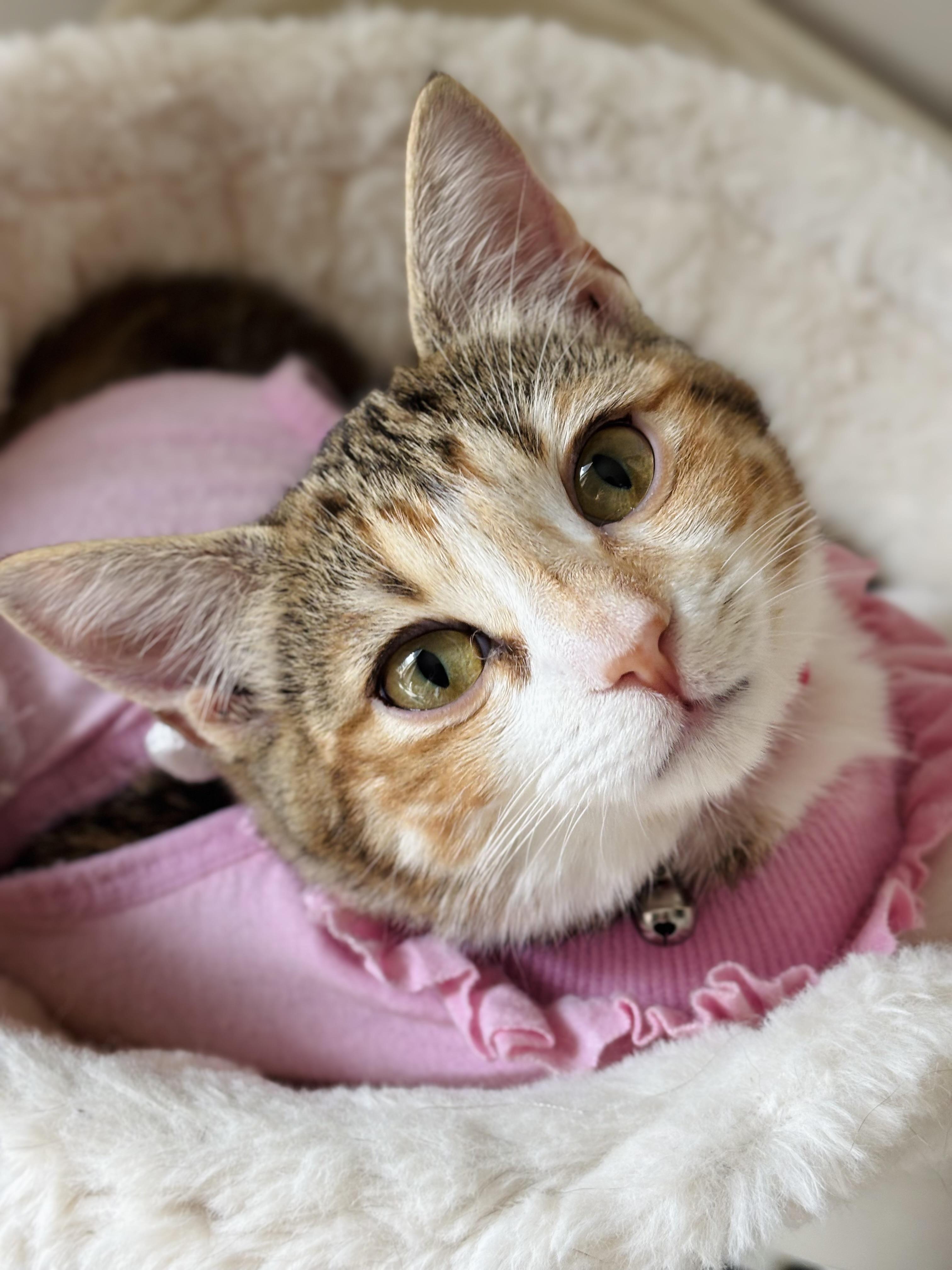 Dottie, an adopted mixed breed in Parker, TX image 5/6