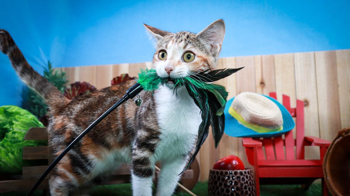 Dottie, adopted, Kitten Female Calico & Tabby.