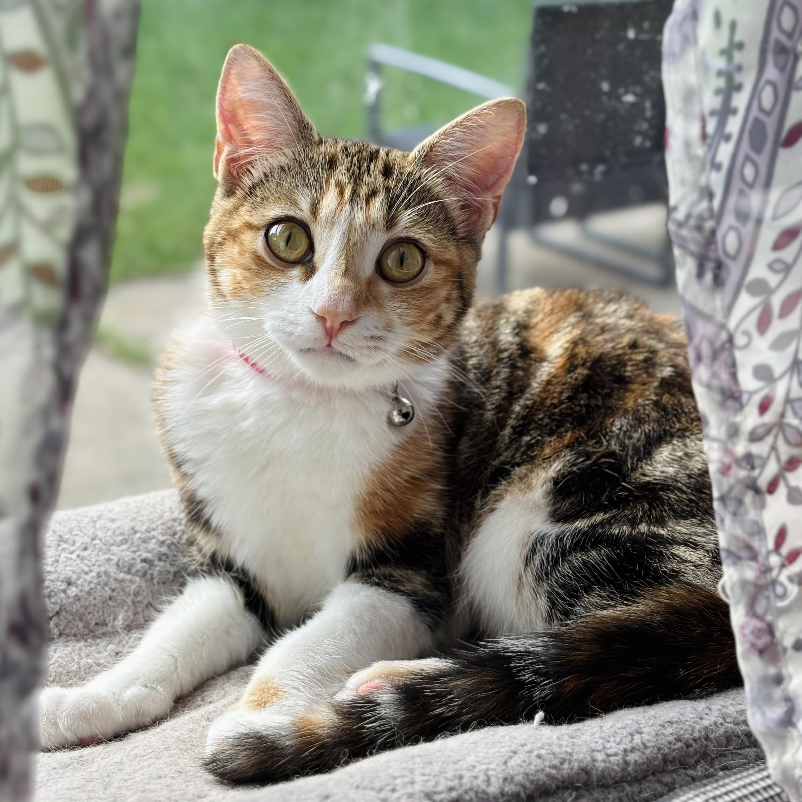Dottie, an adopted mixed breed in Parker, TX image 3/6