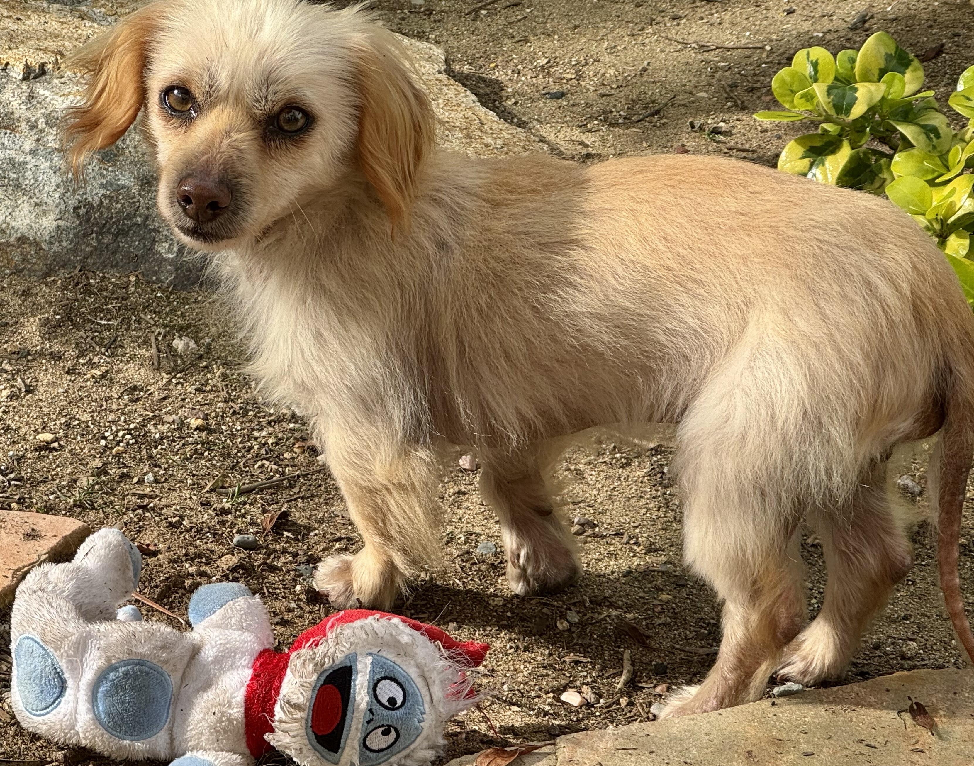 Enlarge Little Man, a ADOPTABLE mixed breed in Burbank, CA image 2/5