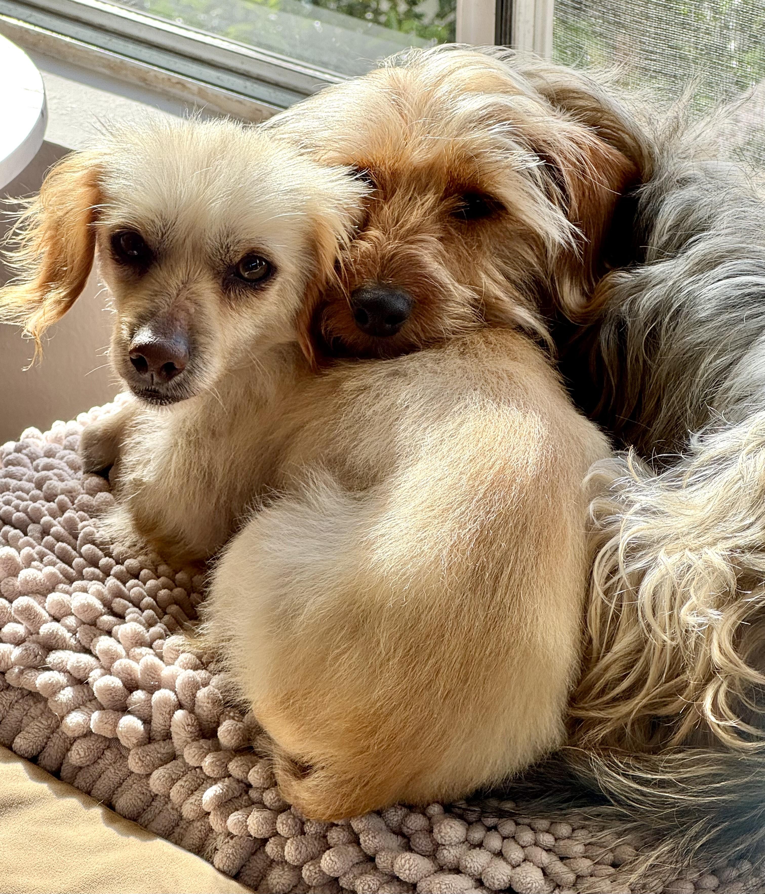 Enlarge Little Man, a ADOPTABLE mixed breed in Burbank, CA image 3/5