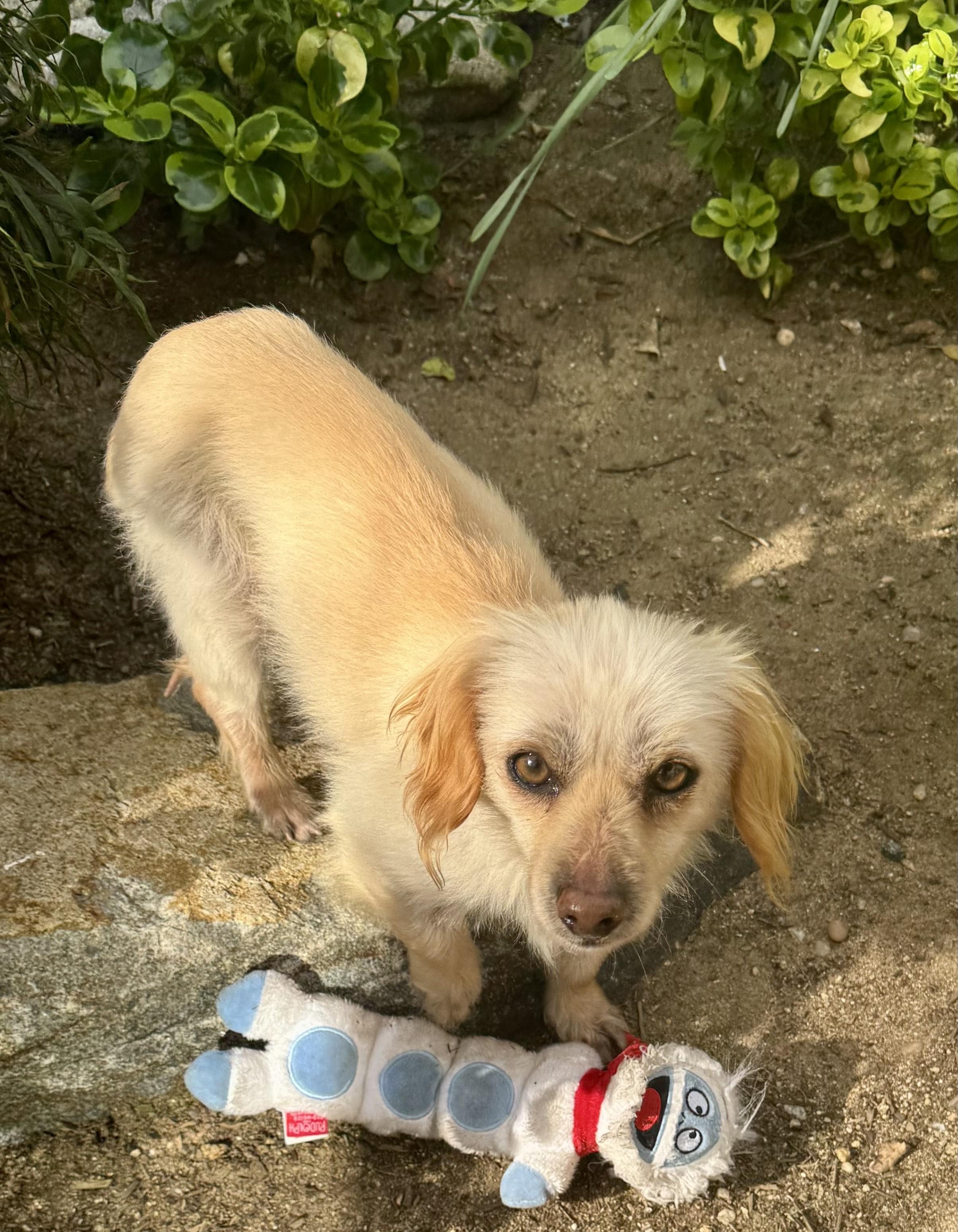 Enlarge Little Man, a ADOPTABLE mixed breed in Burbank, CA image 1/5