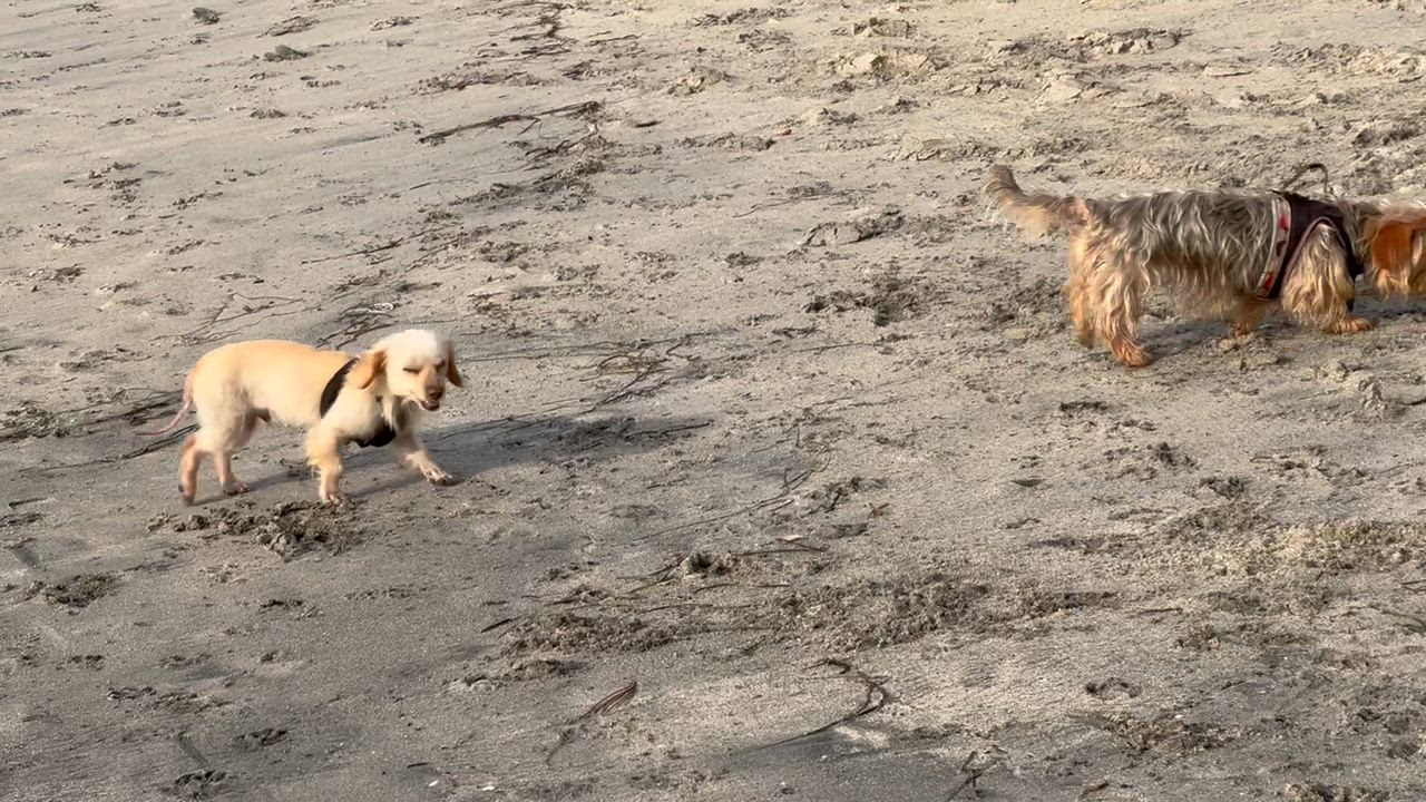 Enlarge Little Man, a ADOPTABLE mixed breed in Burbank, CA video 4/5