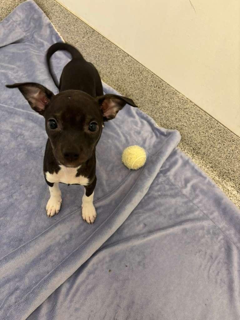 Katie Couric, Adoptable, Puppy Female Terrier & Pit Bull Terrier.