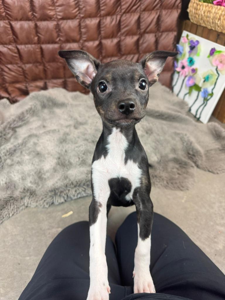 Enlarge Katie Couric, a Adoptable mixed breed in Phoenix, AZ image 2/6