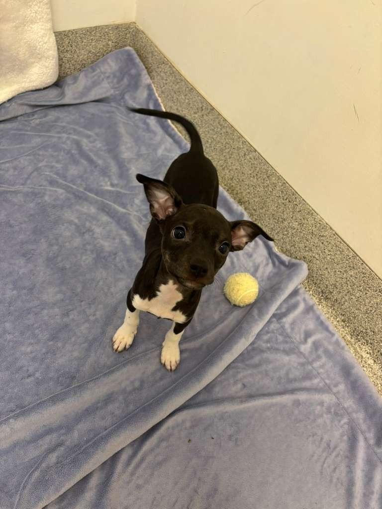 Enlarge Katie Couric, a Adoptable mixed breed in Phoenix, AZ image 3/6