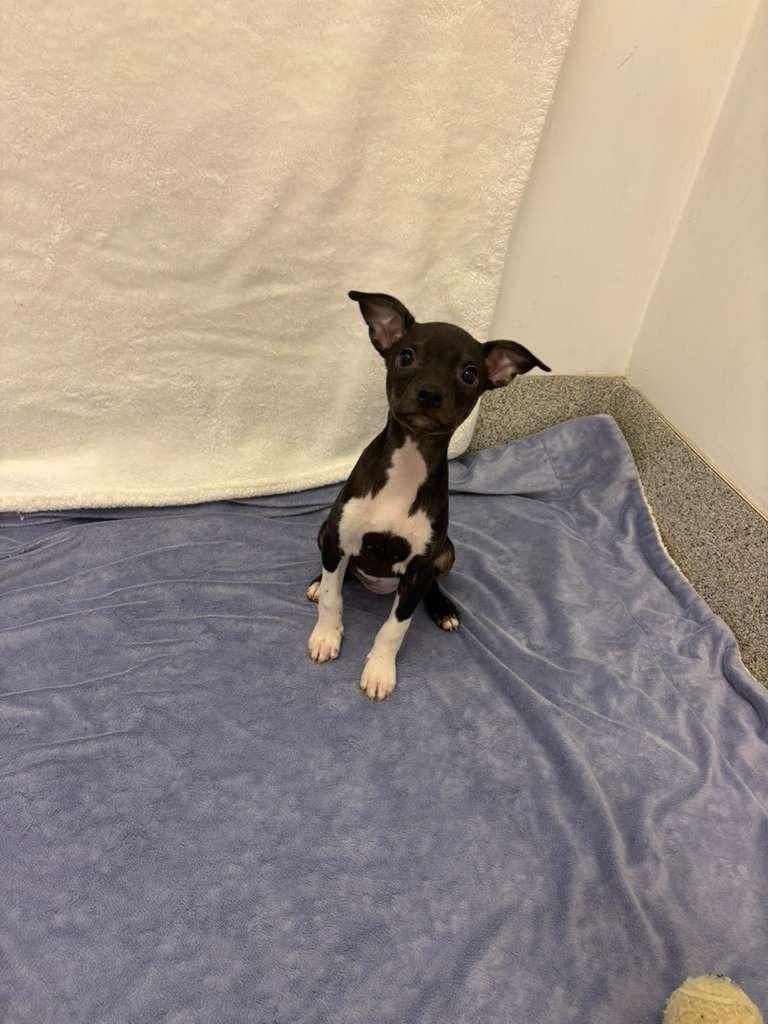 Enlarge Katie Couric, a Adoptable mixed breed in Phoenix, AZ image 4/6