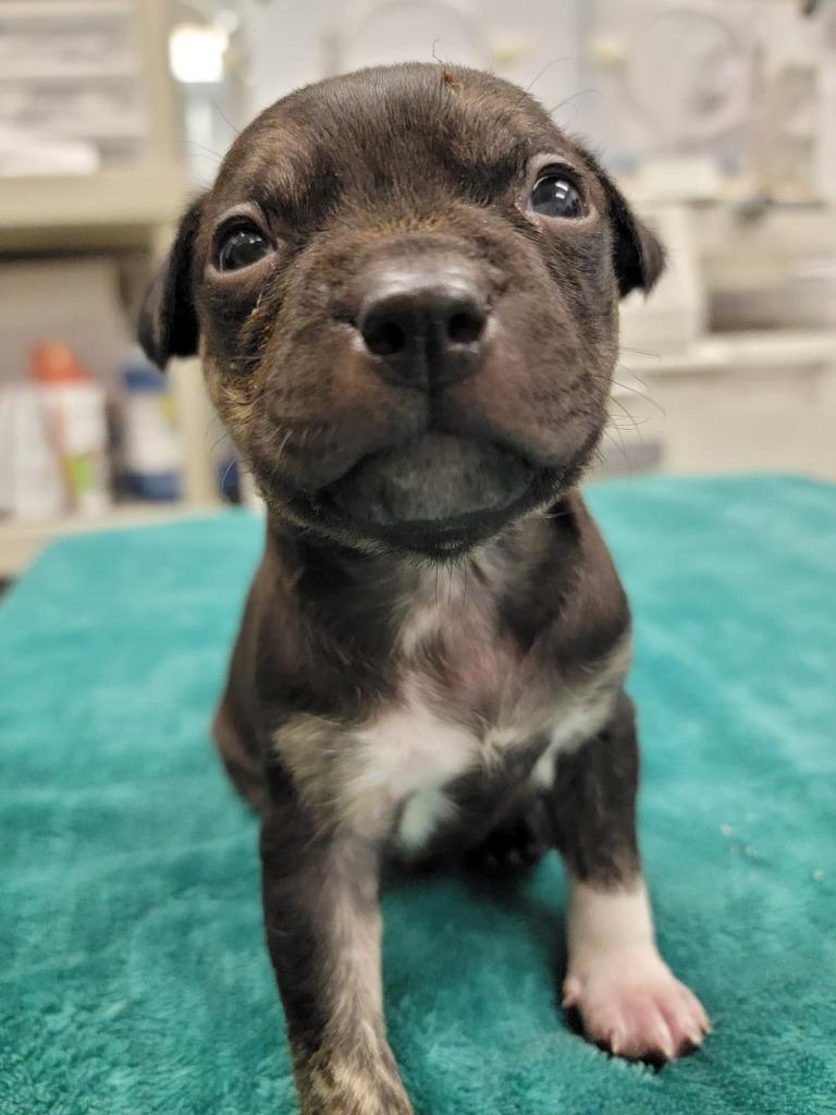 Enlarge Katie Couric, a Adoptable mixed breed in Phoenix, AZ image 5/6