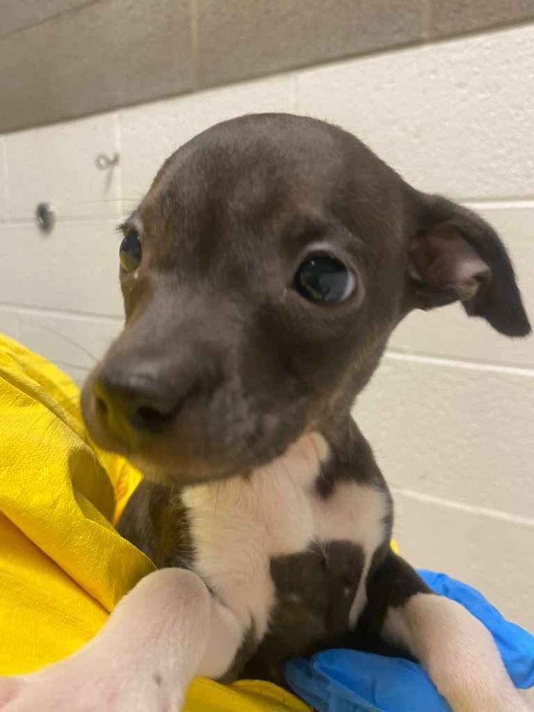 Enlarge Katie Couric, a Adoptable mixed breed in Phoenix, AZ image 6/6