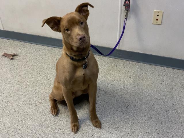 Enlarge ROOKIE, a Adoptable mixed breed in Visalia, CA image 1/1