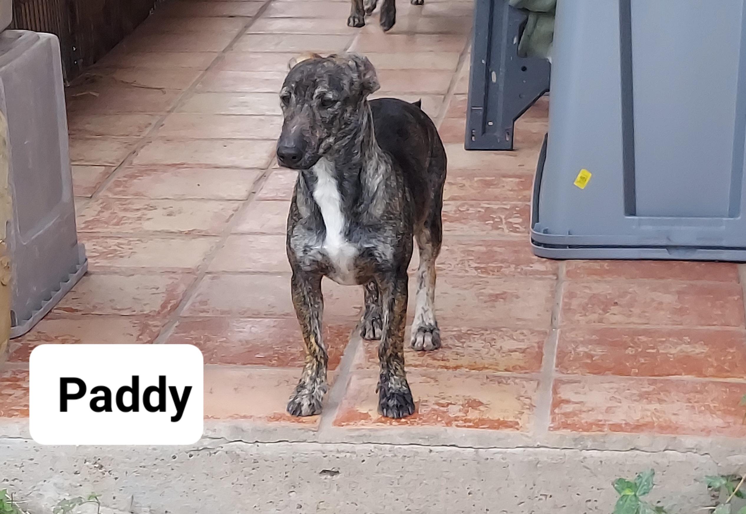 Enlarge Paddy, a Adoptable mixed breed in Manchester, NH image 4/5