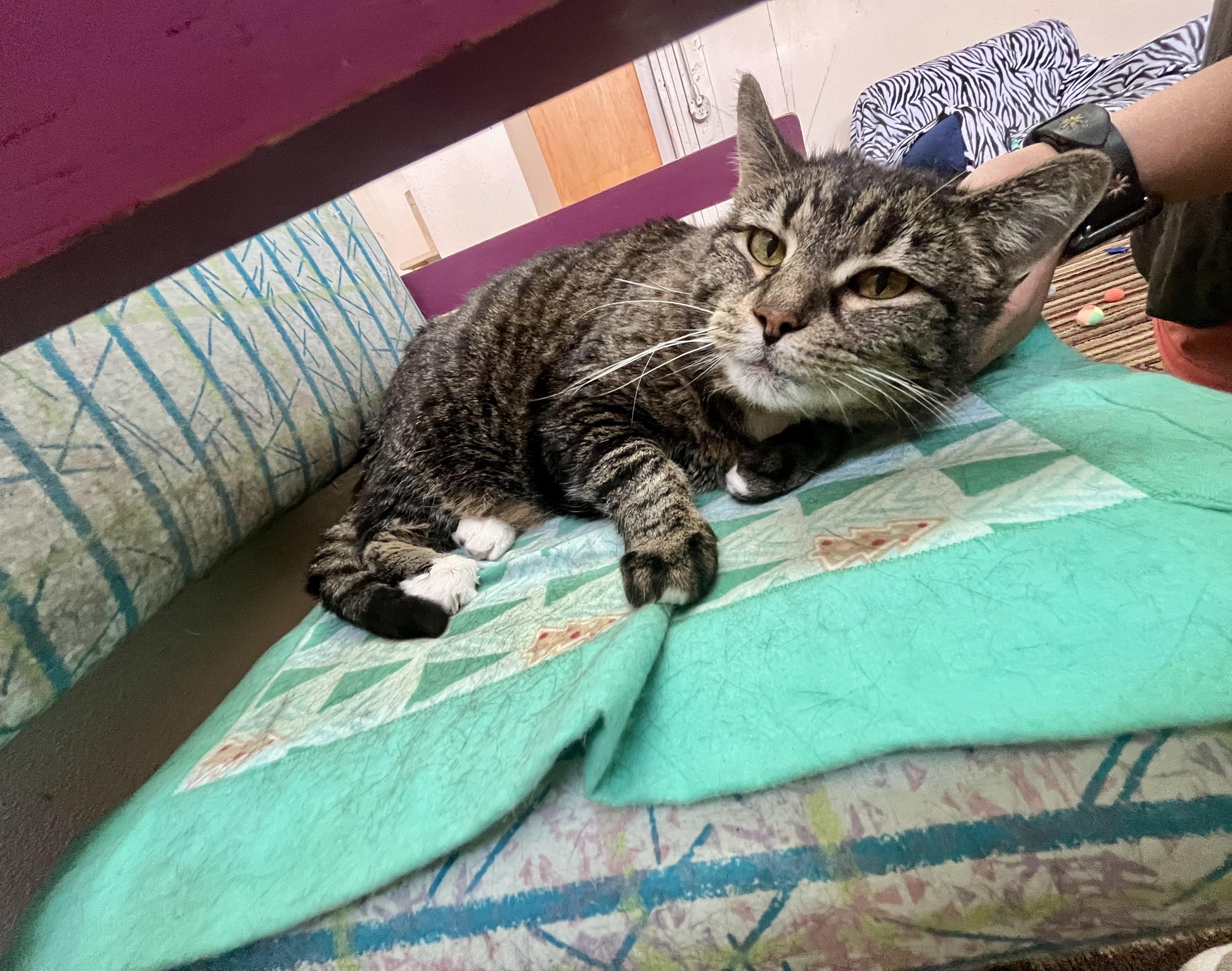 Enlarge Gracie (part of a bonded trio), a ADOPTABLE Domestic Short Hair in Leavenworth, KS image 1/1