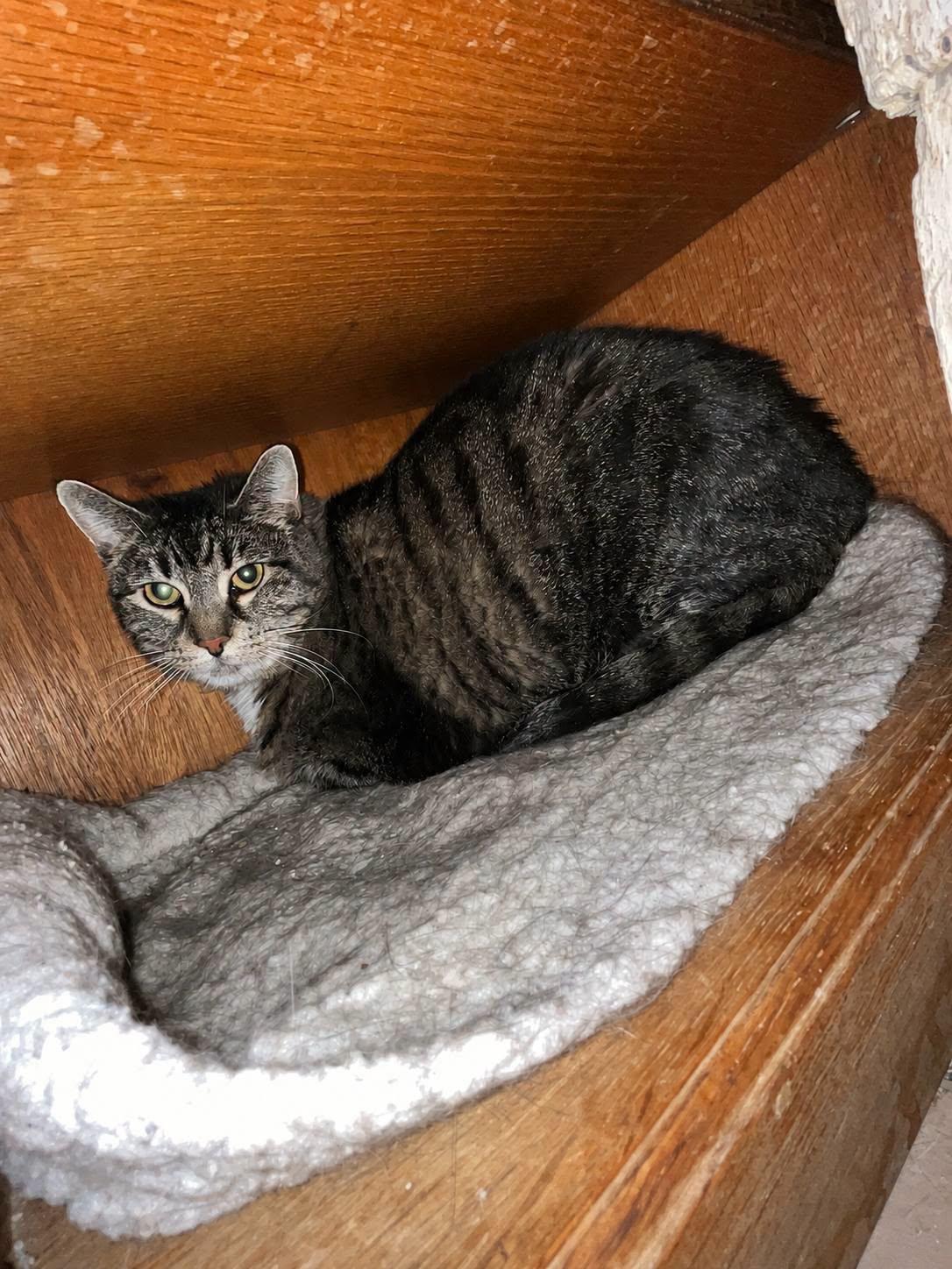 Enlarge Gracie , a Adoptable Tabby in Leavenworth, KS image 1/1