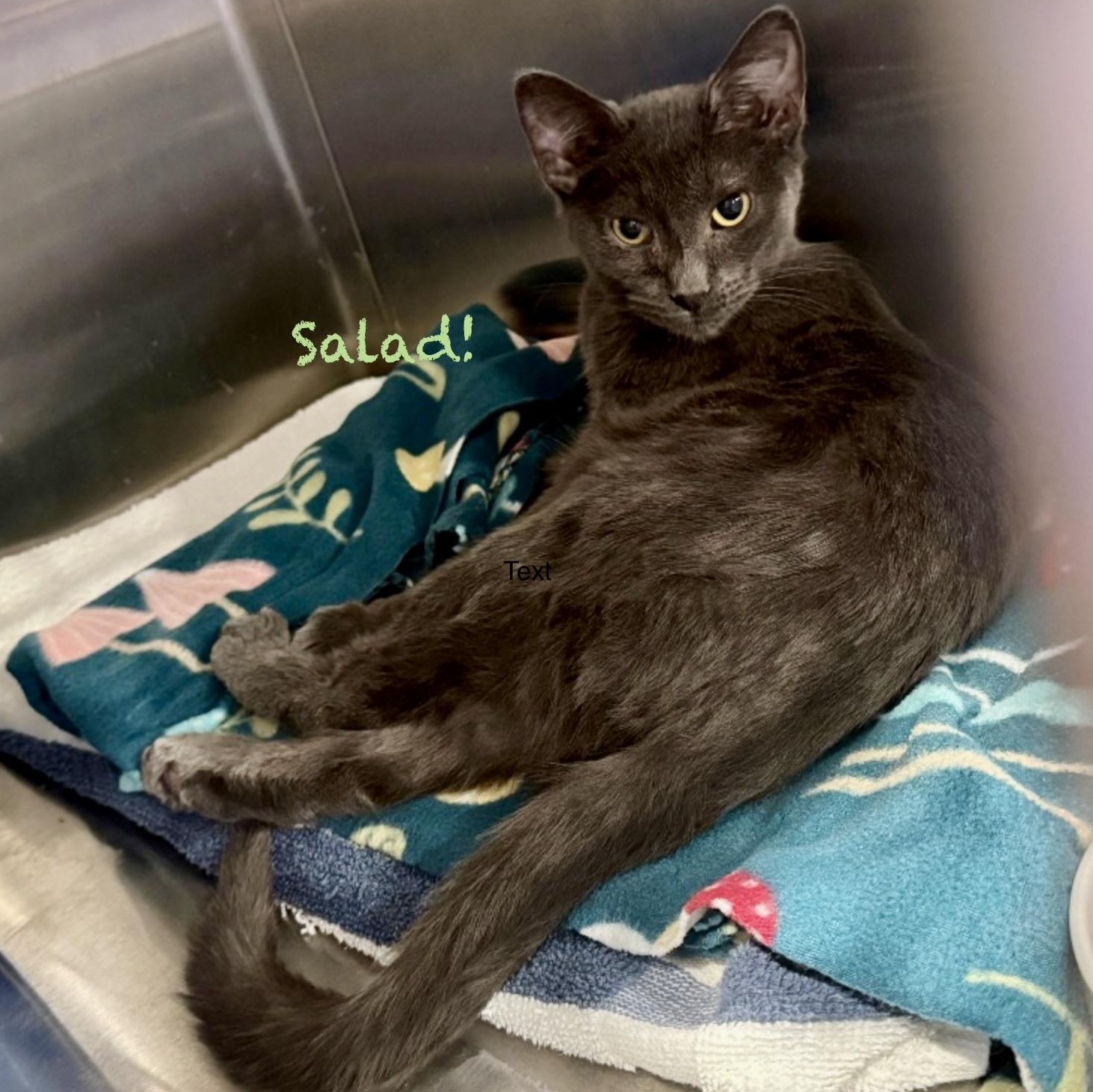 Enlarge Salad, an adoptable Domestic Short Hair in Palatine, IL image 2/2