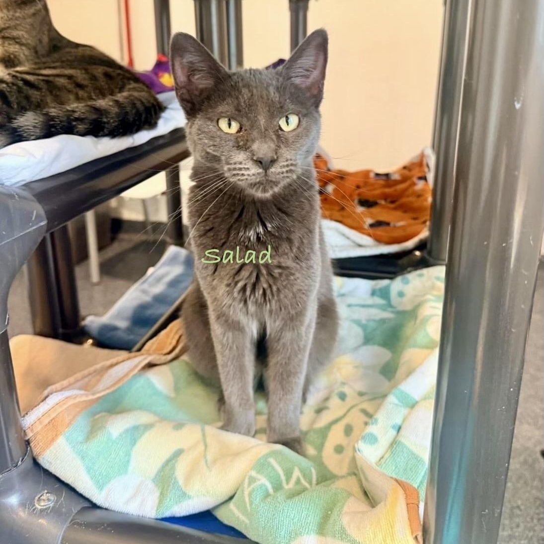 Salad, adoptable, Young Male Domestic Short Hair.