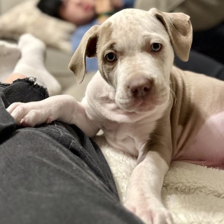 Enlarge Wayne, an adopted mixed breed in Midlothian, VA image 5/5