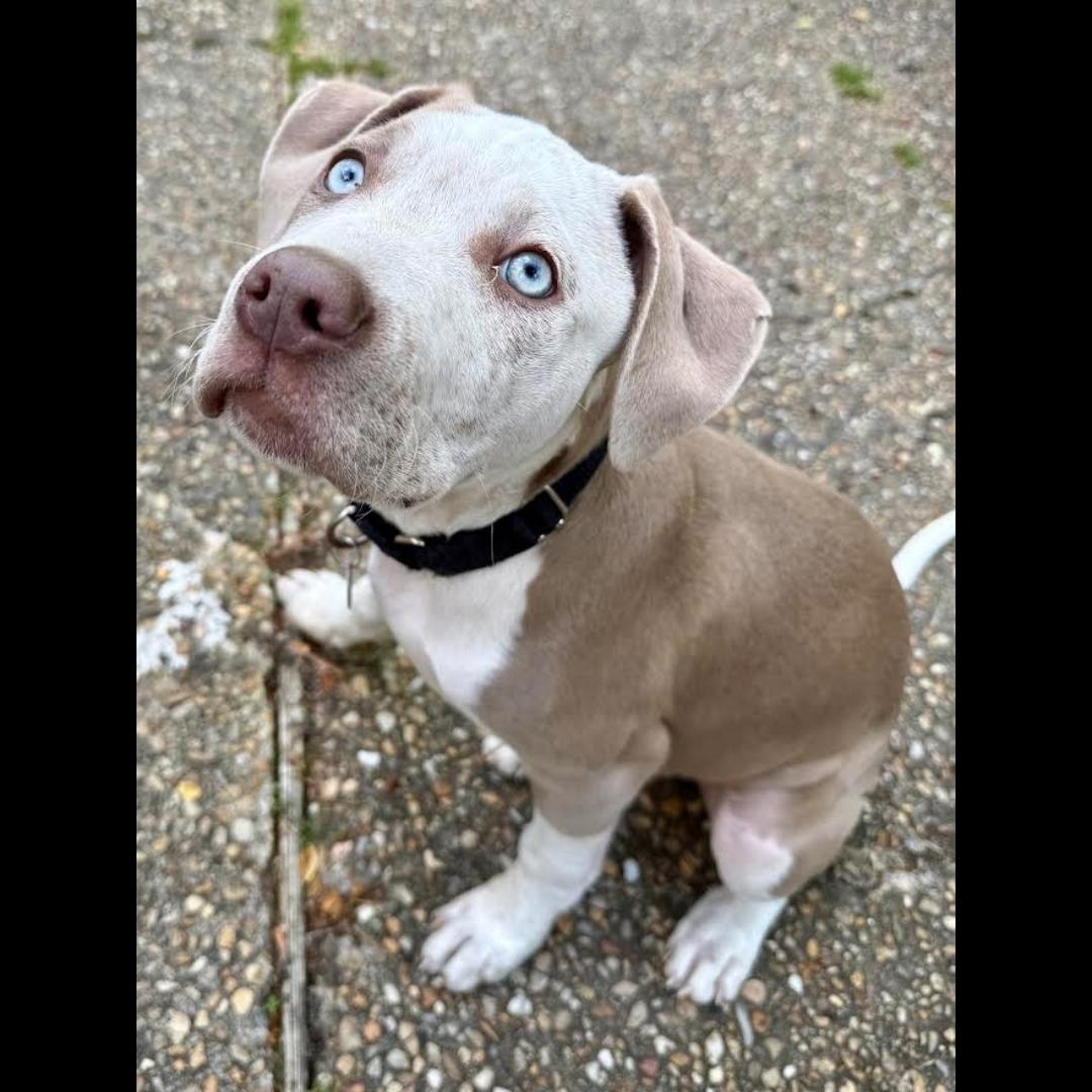 Enlarge Wayne, an adopted mixed breed in Midlothian, VA image 4/5