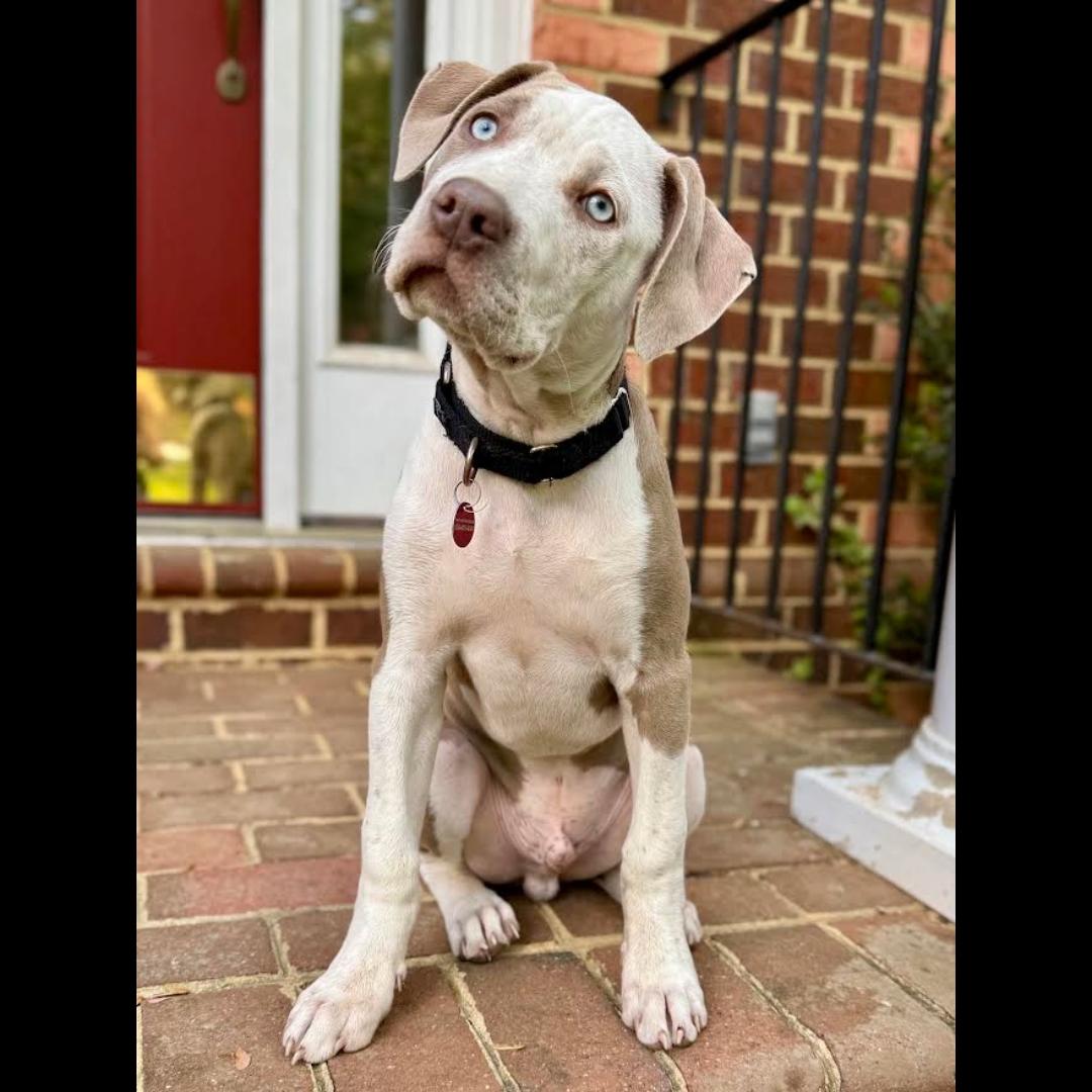 Enlarge Wayne, an adopted mixed breed in Midlothian, VA image 2/5