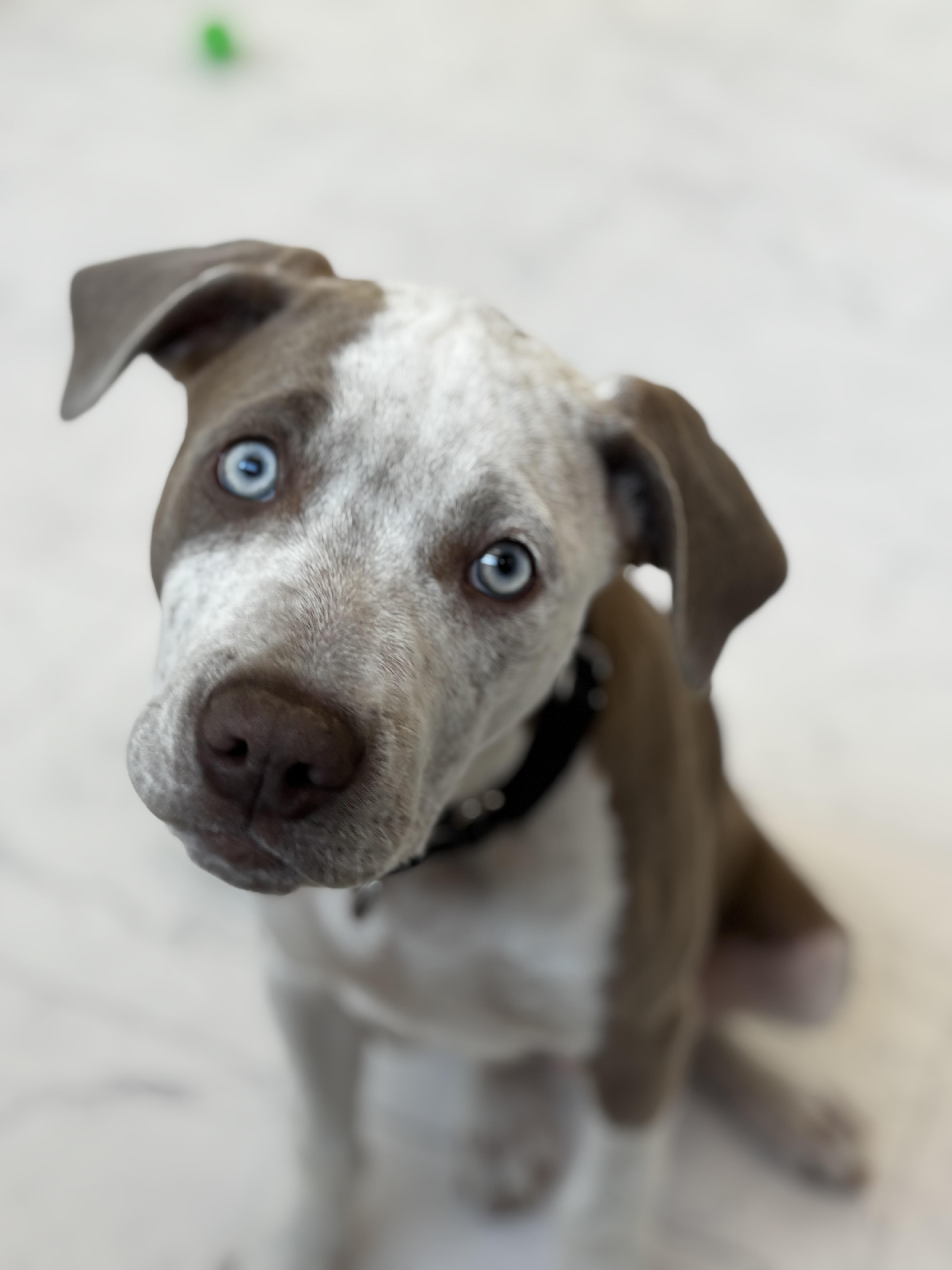 Enlarge Wayne, an adopted mixed breed in Midlothian, VA image 3/5