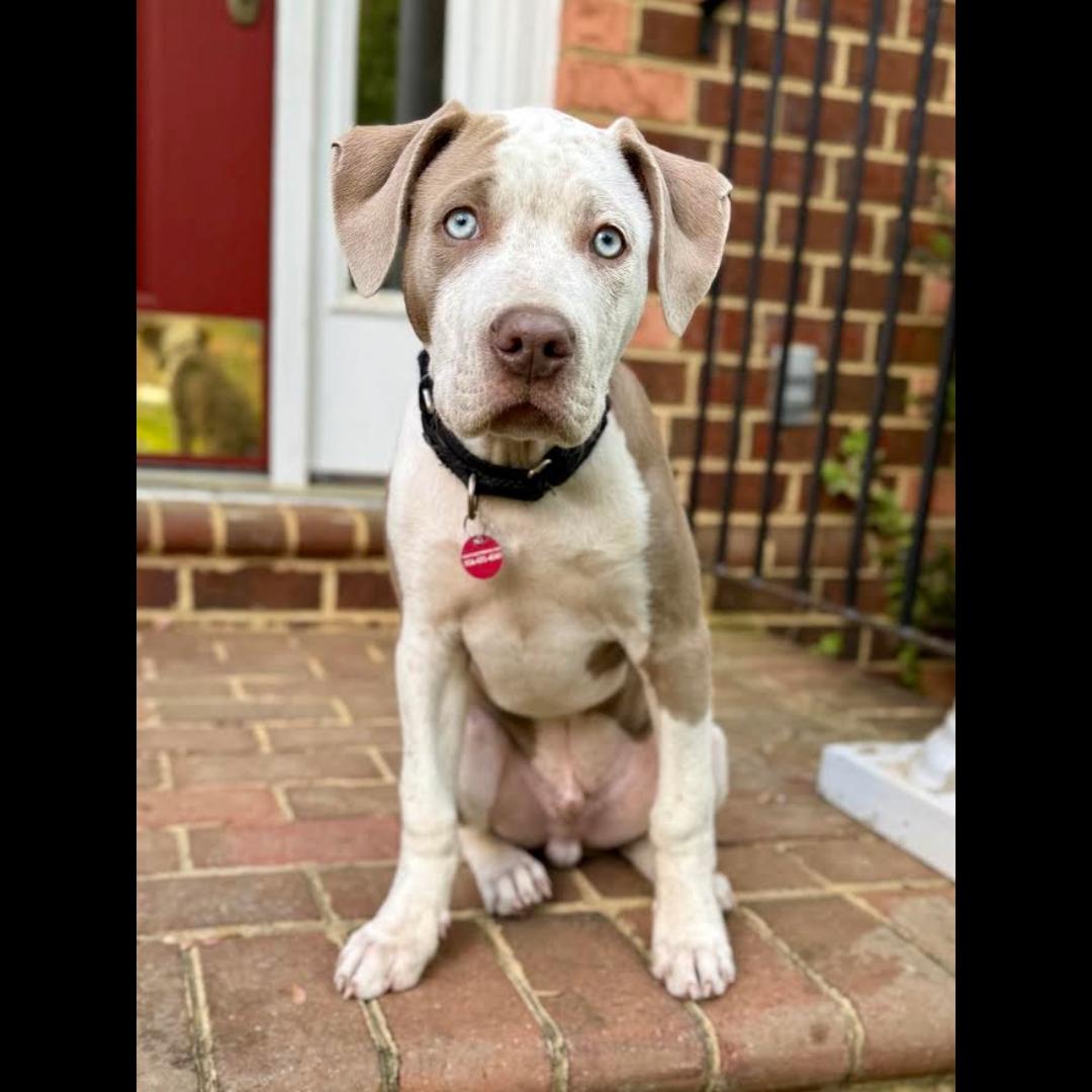 Wayne, adopted, Puppy Male American Staffordshire Terrier.