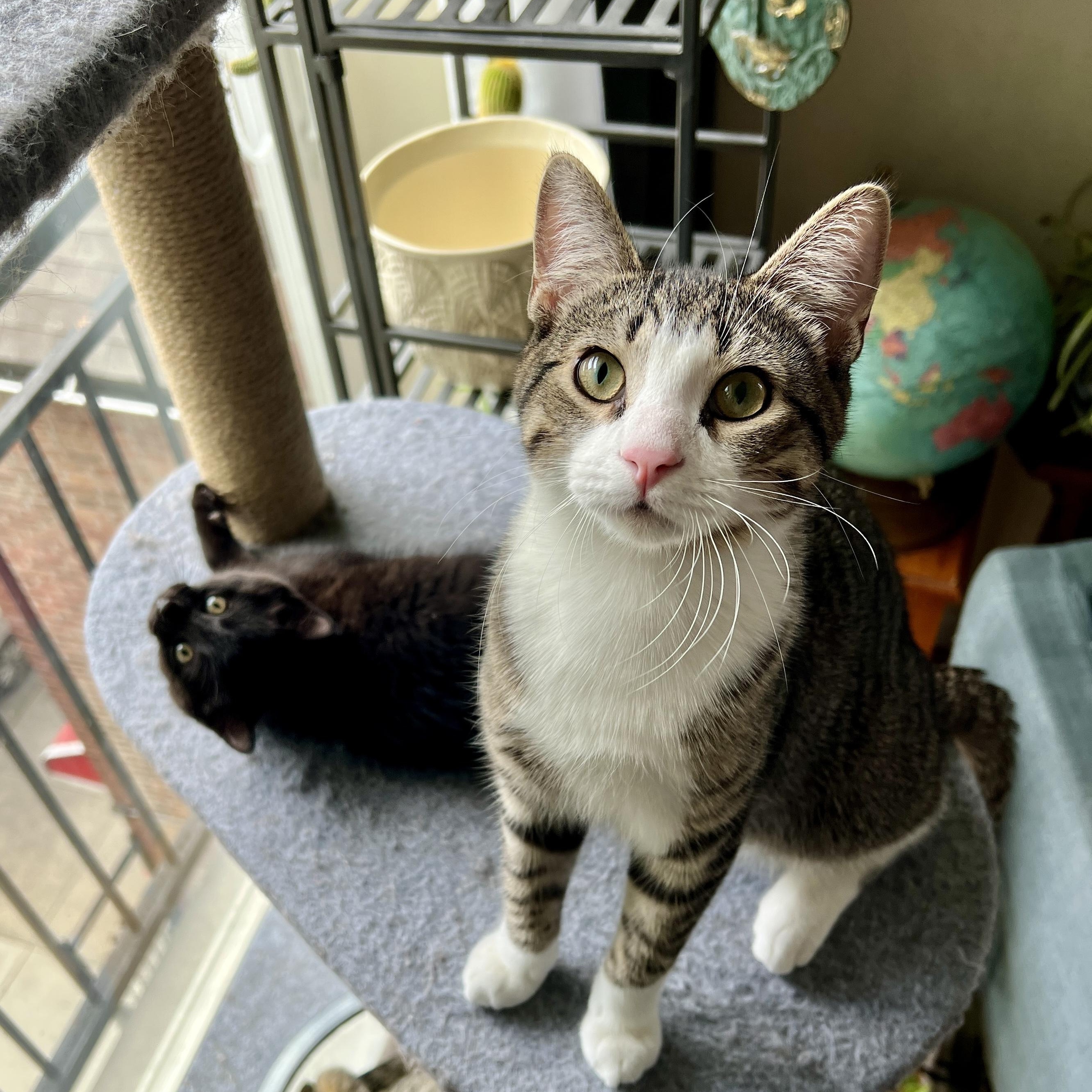 Jackson (bonded with Alan), a ADOPTABLE Domestic Short Hair in Chicago, IL image 3/6