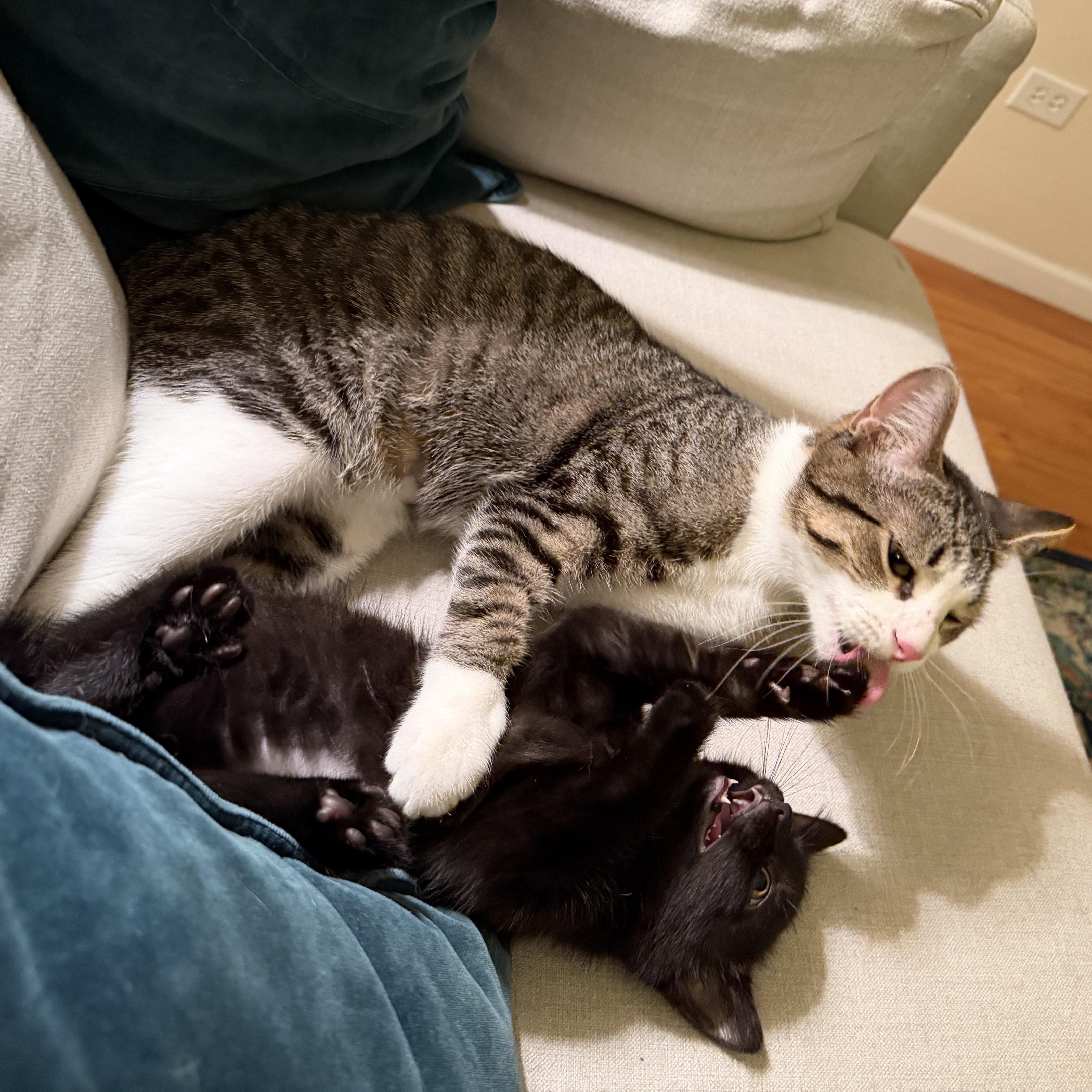 Jackson (bonded with Alan), a ADOPTABLE Domestic Short Hair in Chicago, IL image 5/6