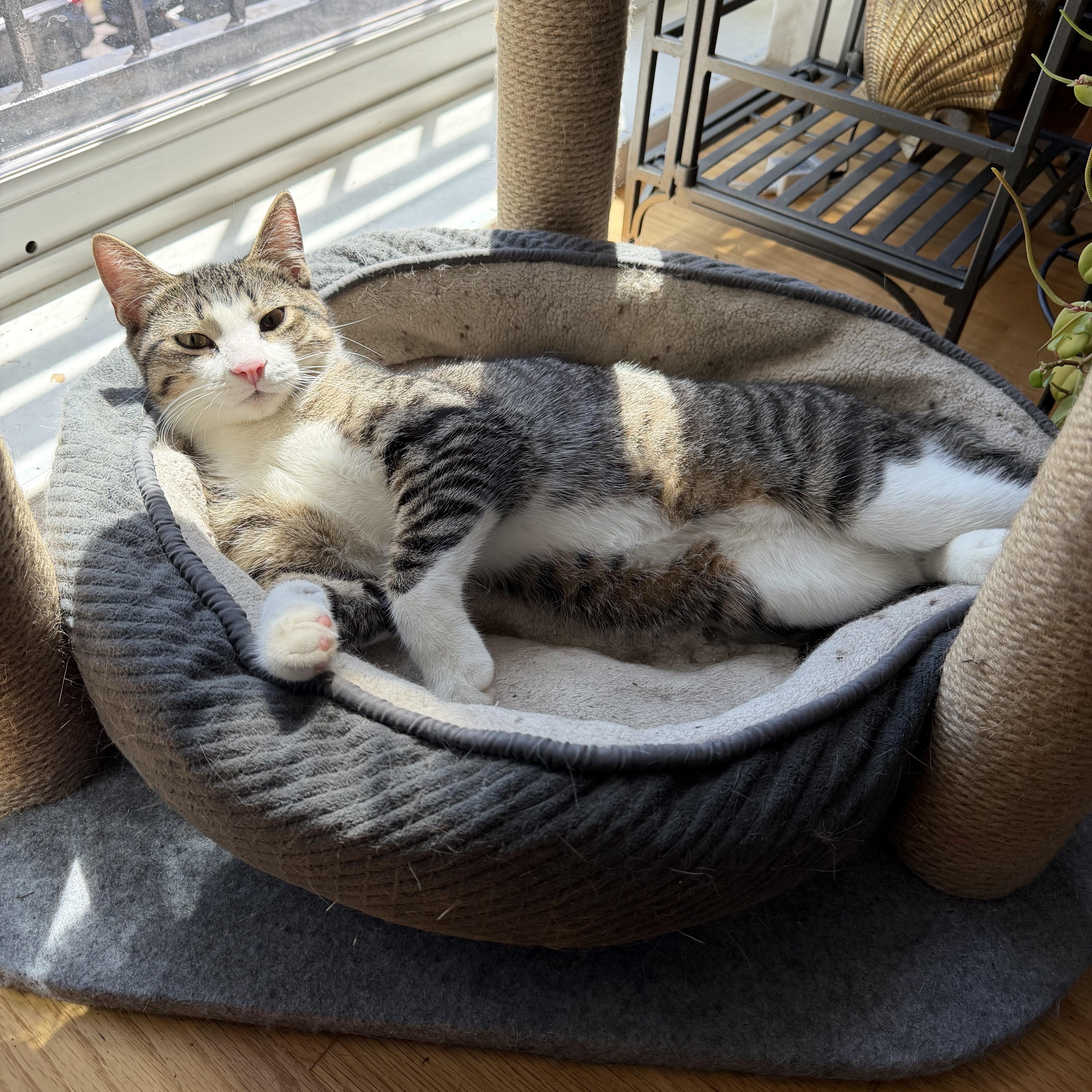Jackson (bonded with Alan), a ADOPTABLE Domestic Short Hair in Chicago, IL image 2/6