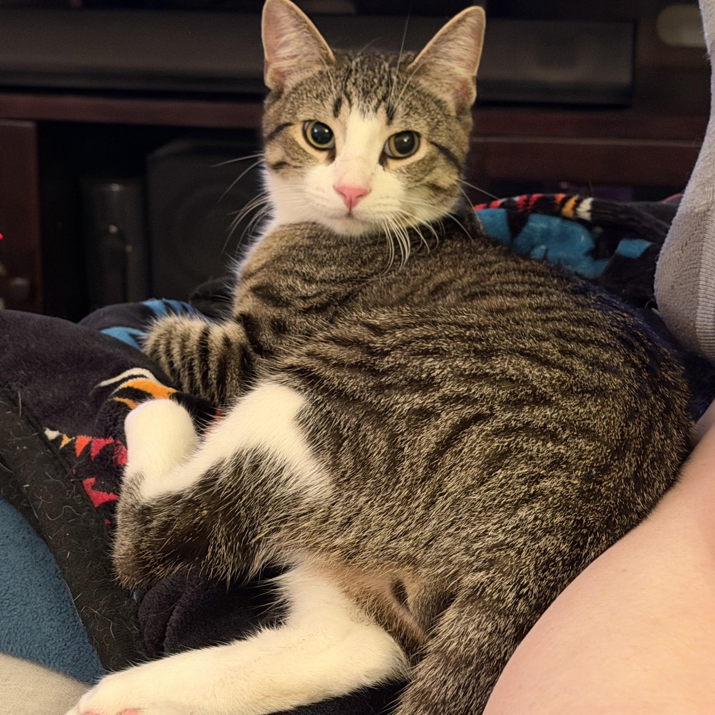 Jackson (bonded with Alan), a ADOPTABLE Domestic Short Hair in Chicago, IL image 1/6