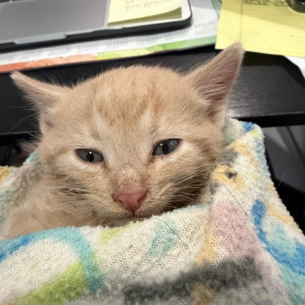Sampson, Adoptable, Kitten Male Domestic Short Hair.