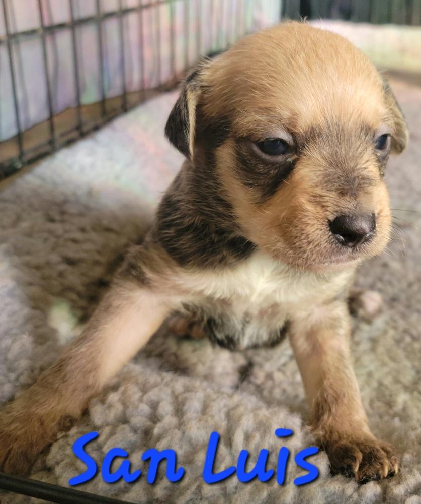 San Luis, Adopted, Puppy Male Chihuahua.