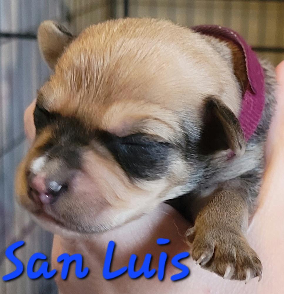 Enlarge San Luis, a Adopted mixed breed in Willcox, AZ image 2/2