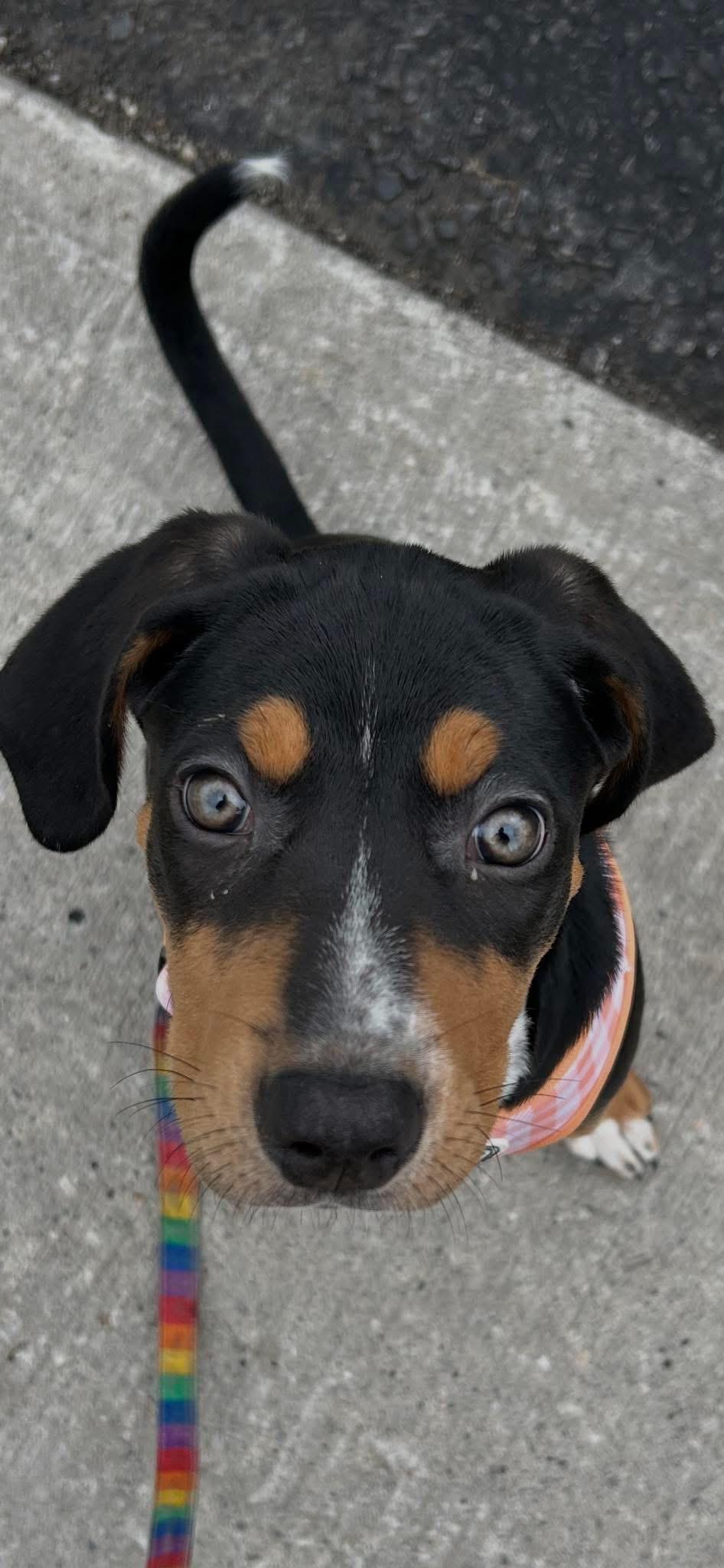 Enlarge Red Raspberry, a ADOPTABLE mixed breed in Scarborough, ON image 2/6