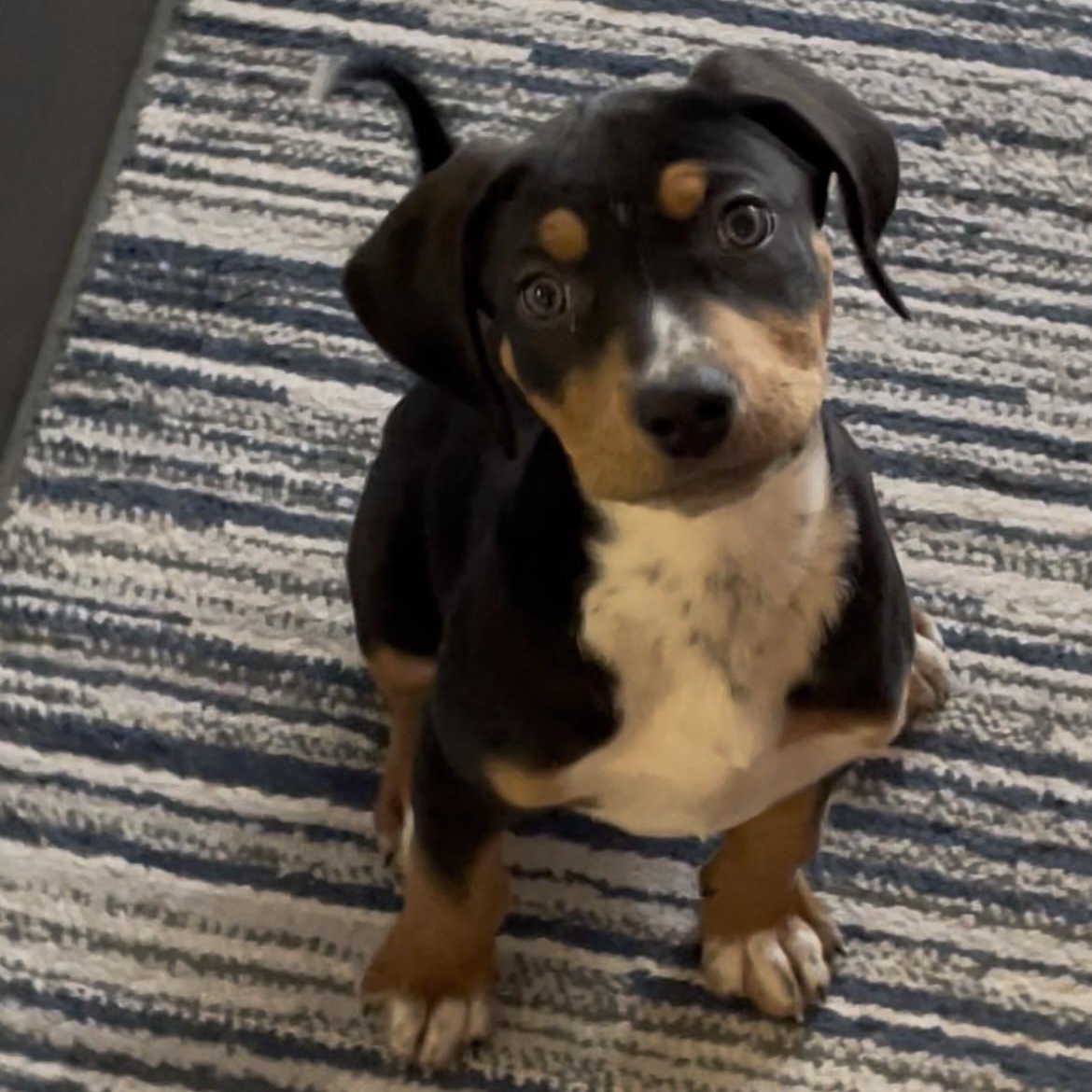 Enlarge Red Raspberry, a ADOPTABLE mixed breed in Scarborough, ON image 3/6