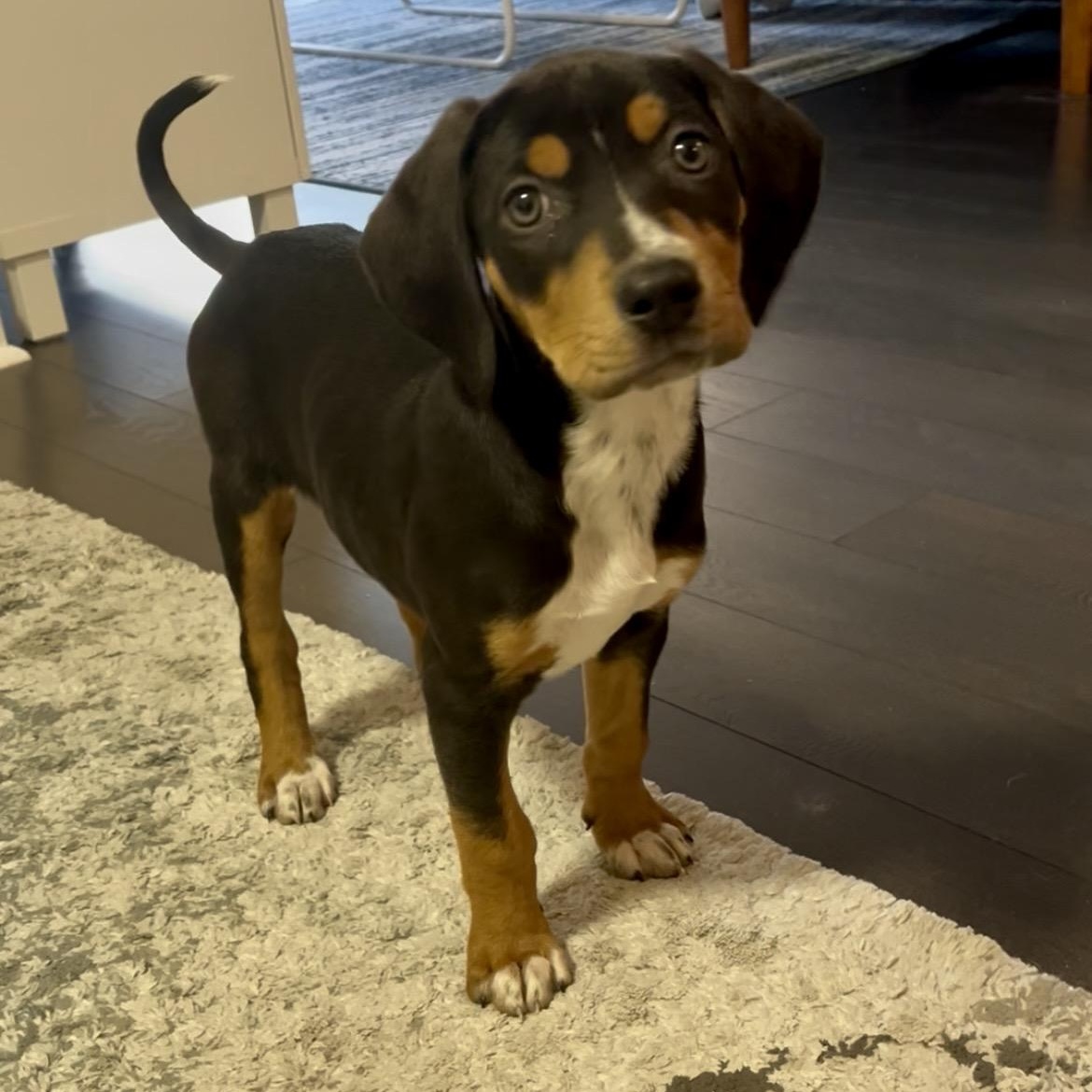 Enlarge Red Raspberry, a ADOPTABLE mixed breed in Scarborough, ON image 5/6