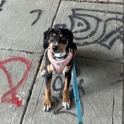 Red Raspberry, ADOPTABLE, Puppy Female Beagle & English Bulldog.